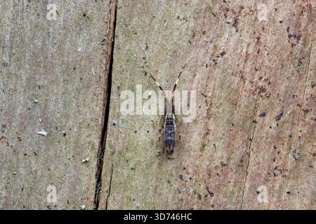Orchesella flavescens est une espèce de queue de printemps mince de la famille des Entomobryidae. Un insecte sur du bois d'épinette mort dans la forêt. Banque D'Images