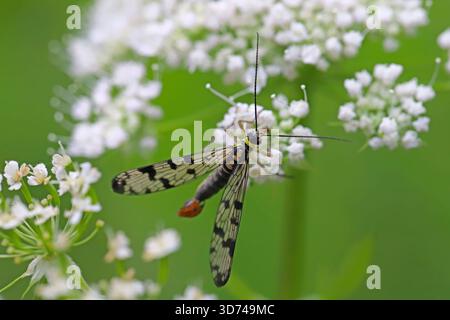 Panorpa vulgaris Meadow Scorpionfly. Un insecte bénéfique qui mange les ravageurs des plantes. Banque D'Images