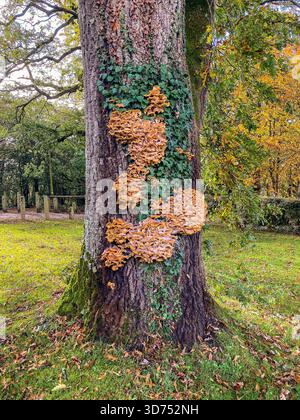 Arbre généalogique sur les champignons Banque D'Images