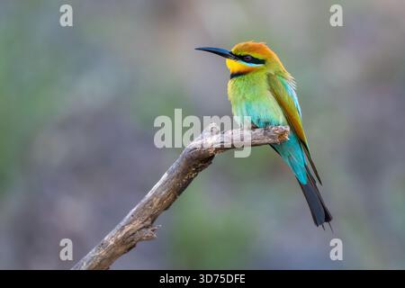 Mangeur d'abeilles arc-en-ciel (Merops ornatus), Perth, Australie occidentale. Magnifique oiseau migrateur australien. Banque D'Images