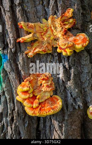Comestible Laetiporus sulphureus - poulet des bois champignons poussant sur l'écorce du tronc d'arbre à feuilles caduques à la fin de l'été. Banque D'Images