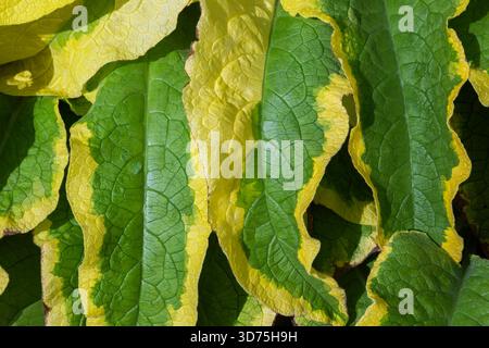 Gros plan de Symphytum x uplandicum 'Axminster Gold' - feuilles de consoude russe à la fin de l'été. Banque D'Images