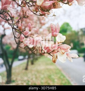 Arbres de magnolia roses en fleurs Banque D'Images