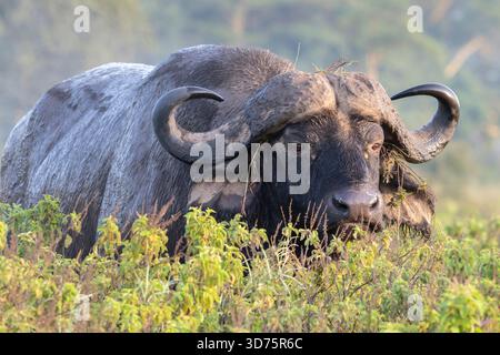 Afrique, ou Cape Buffalo (Syncerus caffer), Parc national du lac Nakuru, Kenya Banque D'Images