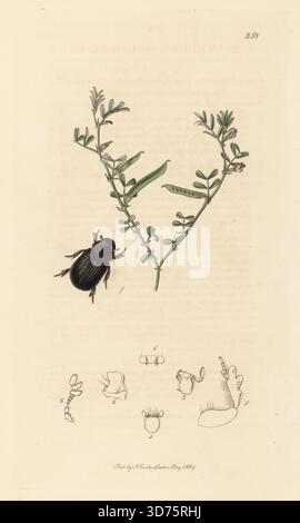 Coléoptère du bousier Aphodiine, Psammodius asper (Psammodius sulcicollis), avec tare de jarret de printemps ou d'étranglement, Vicia lathyroides. Plaque de cuivre colorée à la main dessinée et gravée par John Curtis pour son propre British Entomology, Being illustrations and descriptions of the Genera of Insects Found in Great Britain and Ireland, Londres, 18289. John Curtis (1791-1862) est entomologiste, illustrateur, graveur et éditeur. Banque D'Images