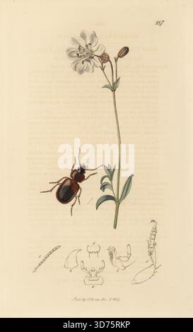 Coléoptère du sol, Masoreus wetterhallii subsp. Wetterhallii (Masoreus luxatus), avec campion de mer, Silene uniflora (mouche de mer, Silene maritima). Plaque de cuivre colorée à la main dessinée et gravée par John Curtis pour son propre British Entomology, Being illustrations and descriptions of the Genera of Insects Found in Great Britain and Ireland, Londres, 18289. John Curtis (1791-1862) est entomologiste, illustrateur, graveur et éditeur. Banque D'Images
