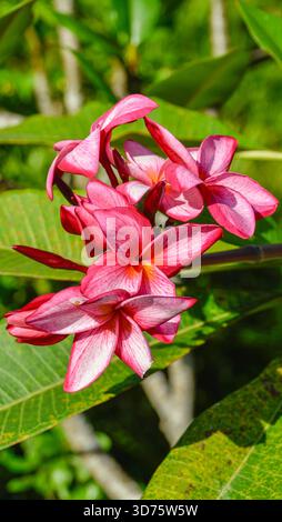Une image en gros plan de Plumeria Rubra Banque D'Images