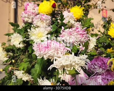 Abeille sur chrysanthèmes à pointe rose en bordure de jardin d'automne mixte Banque D'Images