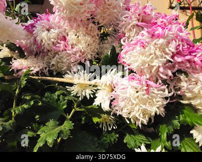 Chrysanthèmes à pointe rose en pleine floraison dans le jardin d'automne Banque D'Images