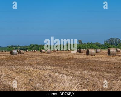 De nombreuses grosses balles de foin rondes dispersées dans un large champ de chaume récolté sec sous un ciel bleu éclatant et clair, capturant l'essence du Banque D'Images