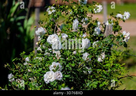 Un rosier blanc luxuriant et tentaculaire rempli de nombreuses fleurs et bourgeons, créant un sentiment d'abondance et de beauté naturelle dans un été baigné de soleil Banque D'Images
