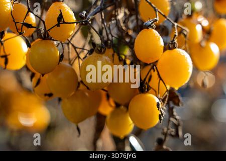 Gros plan de tomates cerises jaune vif accrochées à la vigne couvertes de gel blanc fin ou de rosée par un froid matin d'automne Banque D'Images