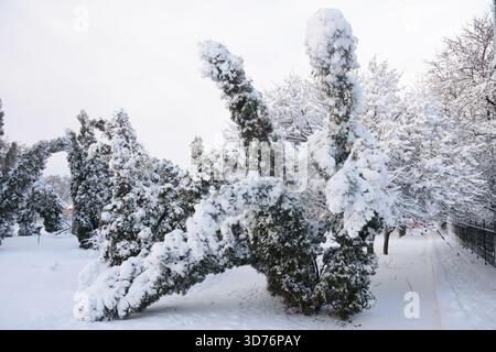La photo montre des arbres à feuilles persistantes, y compris des thuya courbés et déformés, alourdis et endommagés par la première forte neige humide de la saison. Couches épaisses Banque D'Images