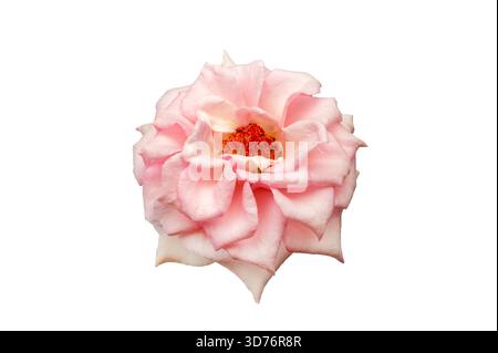 Bouquet de roses Isolate. Fleurs roses et blanches avec des feuilles en arrangement floral isolé sur fond blanc. Pose à plat. Vue de dessus. Banque D'Images