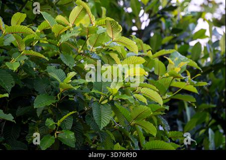 Kratom (Mitragyna speciosa) vert est un type de drogue. Feuilles vertes de branche de Kratom ou Mitragyna speciosa sur fond naturel Banque D'Images