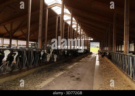 Une grande grange avec des vaches dedans Banque D'Images