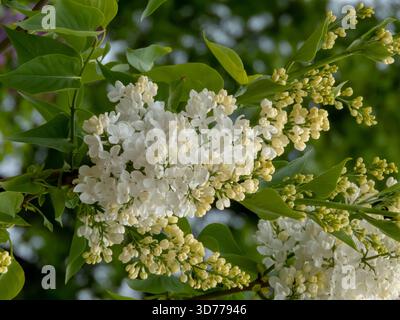 Gros plan d'une grappe de lilas avec de grandes fleurs blanches, de larges pétales aux pointes courbées, fleurissant de bourgeons jaunâtres sur une branche de jardin de Syringa vulgari Banque D'Images