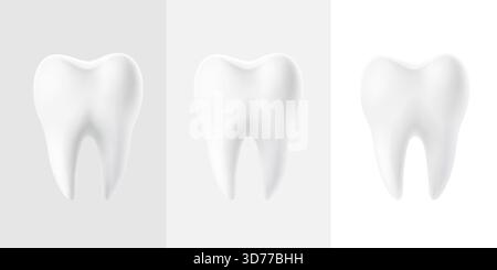 Ensemble de dents molaires humaines blanches saines. Anatomie dentaire réaliste pour les concepts de soins bucco-dentaires. Illustration vectorielle Illustration de Vecteur