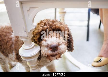 Un chien ludique regardant à travers une jambe de table tandis que son propriétaire profite d'un repas à l'extérieur dans un cadre de café confortable Banque D'Images