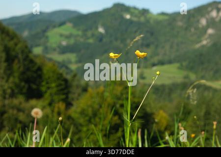 Mountain Meadow avec fleurs sauvages en fleurs et papillons sur fond de collines boisées Banque D'Images