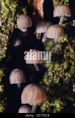 Petit champignon en macro Banque D'Images