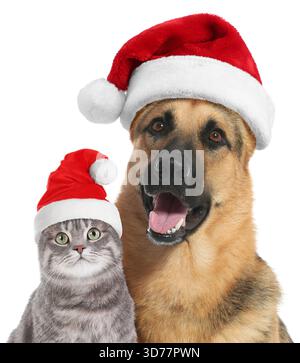 Adorable chien et chat avec chapeaux de Père Noël sur fond blanc Banque D'Images