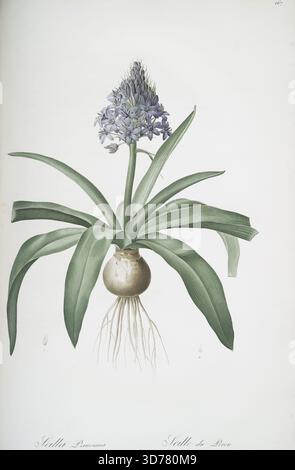 Scilla peruviana, illustrée par Pierre Joseph redouté entre 1805 et 1816. L'œuvre met en vedette le lis cubain ou Jacinthe péruvienne, publié à Paris par chez l'auteur et imprimé par Didot jeune. Il s'agit d'une deuxième édition limitée d'une monographie en plusieurs parties axée sur les feuilles, les fleurs et la botanique, mettant spécifiquement en évidence les lis Banque D'Images