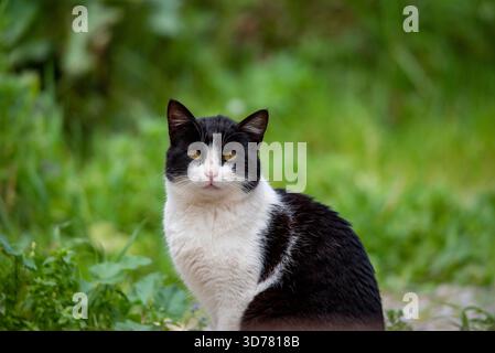Chat noir et blanc mignon dans le jardin. Banque D'Images
