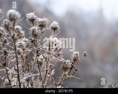 Un gros plan de têtes de graines de chardon séchées recouvertes de givre blanc par un froid matin d'hiver. Banque D'Images
