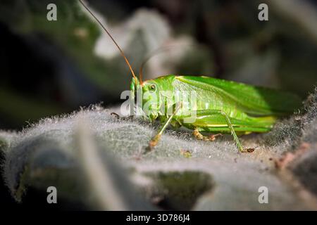 Cheval de foin vert (Tettigonia viridissima). Banque D'Images