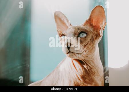 Un superbe chat Sphynx aux yeux bleus saisissants regarde soigneusement sur le côté. La beauté unique d'un chat sans poils Sphinx à la peau ridée et bleu e Banque D'Images