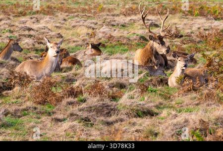 Troupeau de cerfs rouges reposant dans Bushy Park, Londres, Angleterre Banque D'Images