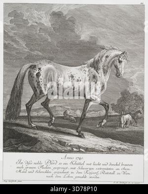 Un cheval noble de l'année 1740, représenté comme un gris avec des marques bringées claires et foncées, avec des taches grises. Il présente des extrémités noires sur ses oreilles, son museau et ses jambes. L'illustration a été créée dans l'école impériale d'équitation de Vienne, peinte de la vie. L'ouvrage est attribué à August Querfurt (1696-1761) et a été publié à Augsbourg. L'image appartient aux catégories d'animaux, de chasse, de gibier et de gravures Banque D'Images