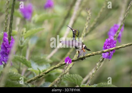 Femelle popelairii (Discosura popelairii) perchée sur une plante à fleurs dans la forêt nuageuse de Gonzalo Díaz de Pineda, Napo, Équateur Banque D'Images