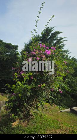 Un buisson vert luxuriant avec des fleurs de bougainvilliers violets vibrantes poussant sur une colline herbeuse en plein air. Banque D'Images