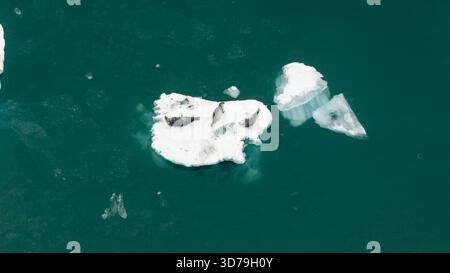 Vue aérienne de phoques se prélassant sur un iceberg immaculé et isolé au milieu des eaux turquoises tranquilles et profondes de Jokulsarlon, Sveitarfelagid Hornafjordur, I Banque D'Images