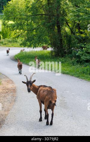 Chèvres marchant le long d'une route de campagne entourée de verdure luxuriante par une journée ensoleillée Banque D'Images