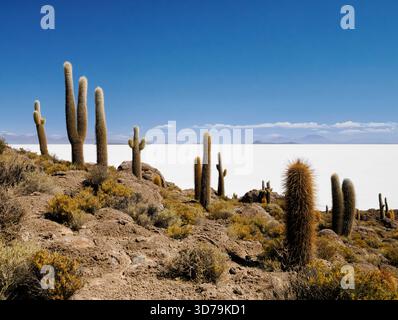 Cactus géant Leucostele atacamensi sur Isla Incahuasi ou île de Cactus sur les Salt Flats d'Uyuni en Bolivie Banque D'Images