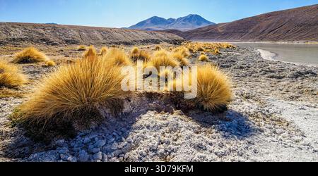 PAJA Brava graminées Festuca orthophylla poussant le long de la rive de Laguna Honda ou Deep Lake dans le haut altiplano des Andes boliviennes Banque D'Images