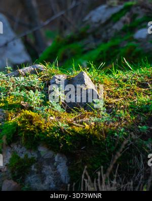 La lumière du soleil illumine les rochers couverts de mousse et l'herbe verte vibrante sur une surface rocheuse, mettant en valeur la beauté de la nature dans un environnement extérieur paisible Banque D'Images