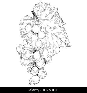 Une branche de vigne avec une grappe de raisins et de feuilles. Illustration graphique en noir et blanc dessinée par vecteur à la main. Raisins détaillés pour la conception de menu, étiquettes, cosmet Illustration de Vecteur
