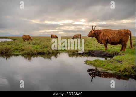 Un groupe de bovins des Highlands paissent paisiblement sur un champ herbeux près d'un plan d'eau calme sous un ciel nuageux, St Peter Ording, mer du Nord, Allemagne Banque D'Images