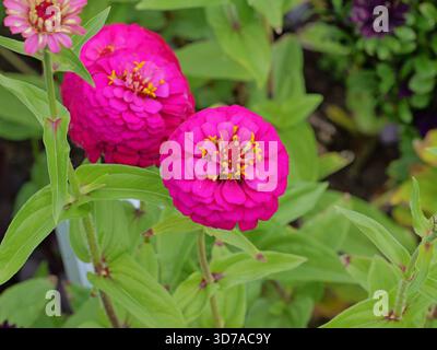 Fleurs denses de Zinnia rose vif avec centre jaune contre feuillage vert. Copyspace. Banque D'Images