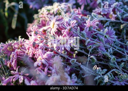 Chrysanthème recouvert de glace. Jardin d'hiver enneigé. Parterre de fleurs avec des plantes vivaces couvertes de givre le matin. Gros plan Banque D'Images