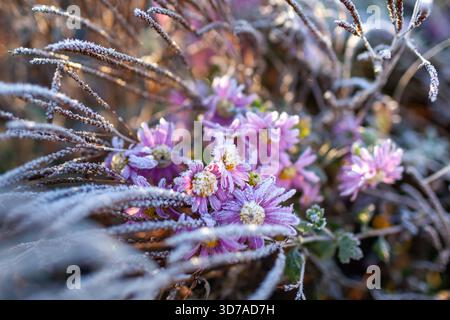 Chrysanthème recouvert de glace. Jardin d'hiver enneigé. Parterre de fleurs avec têtes de graines de Verbena hastata et fleurs congelées le matin. Banque D'Images