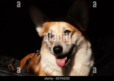 Un joli gros plan Pembroke Welsh Corgi sur un fond noir avec un espace vide pour le texte. Banque D'Images