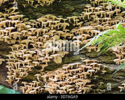Un gros amas d'Armillaria mellea, communément appelé champignon du miel. Banque D'Images
