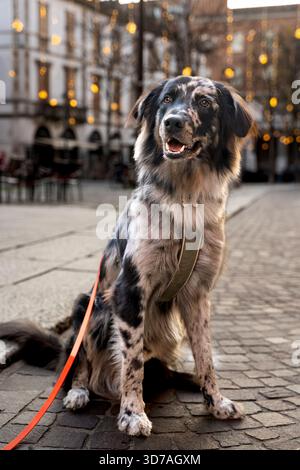 Chien de type berger australien avec manteau merle assis à l'extérieur sur une rue pavée Banque D'Images