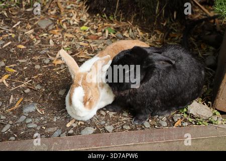 Deux lapins au repos Cuddling Rocky Ground Banque D'Images