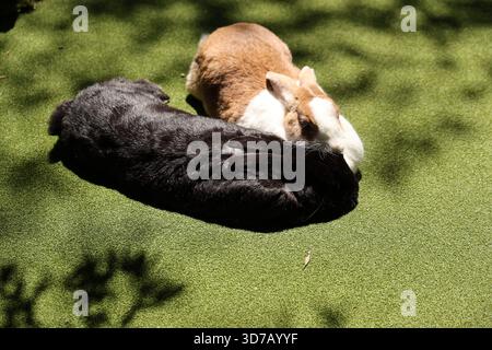 Deux lapins reposant ensemble Green Grass Banque D'Images